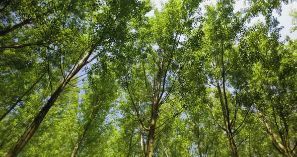 Panning Through a Green Forest Looking Straight Up Into the Branches