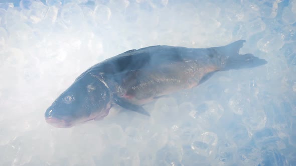 Carp Fish On Ice In Vapor Rotating Shot