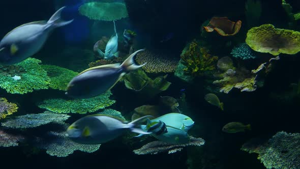 School of Fish of Various Species Swimming in Clean Blue Water of Large Aquarium. Marine Underwater