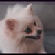 Cute White Hair Puppy Pomeranian Sit Relax on Sofa Couch in Living Room at Home - VideoHive Item for Sale