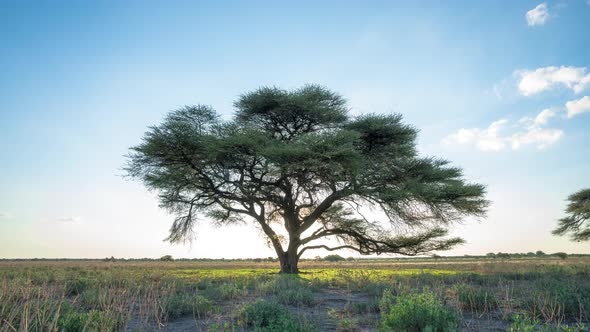 Silhouette Of Acacia Tree From Sunset To Night In Central Kalahari Game Reserve. - timelapse