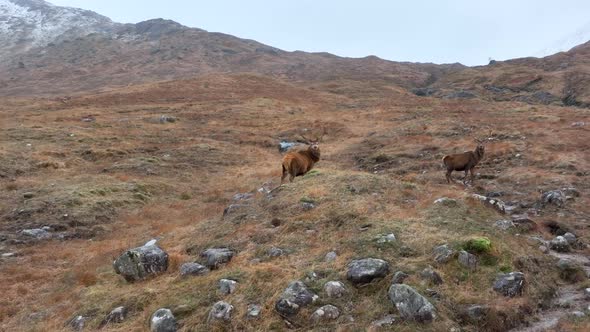 Majestic Red Deer Stags in Scotland Slow Motion