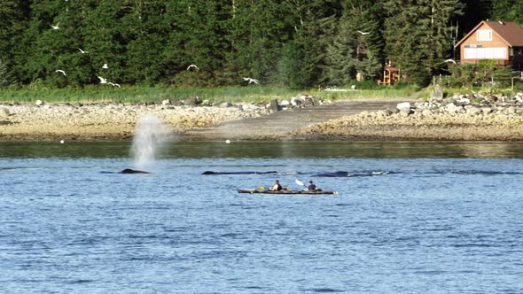 Whales swimming along the shore in Alaska