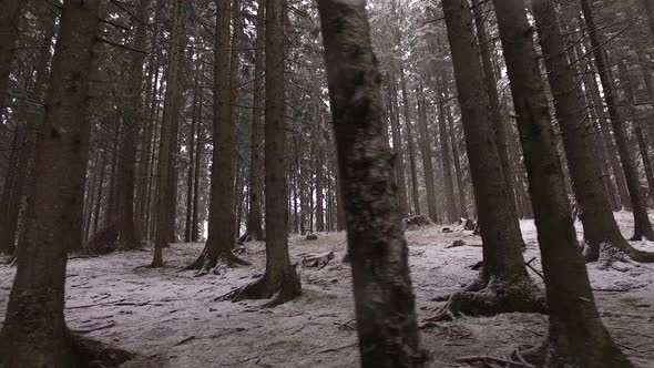 Forest winter trees