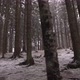 Forest winter trees - VideoHive Item for Sale