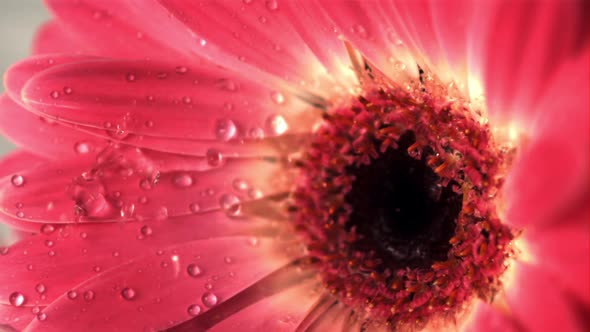 Super Slow Motion From the Gerbera Flower Drains Drops of Water