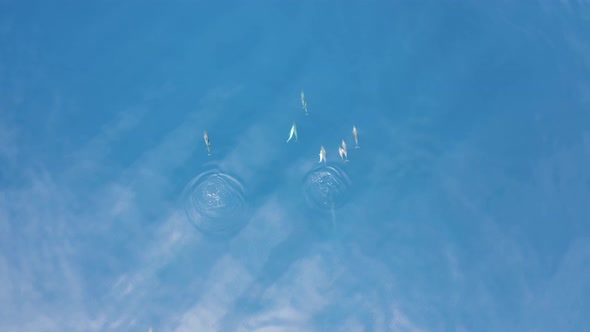 Aerial view of dolphins in open water at Reunion Island.