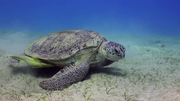 Wide angle shot of green sea turtle (Chelonia mydas) feeding on sea grass