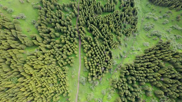 Pine Forest Aerial Footage