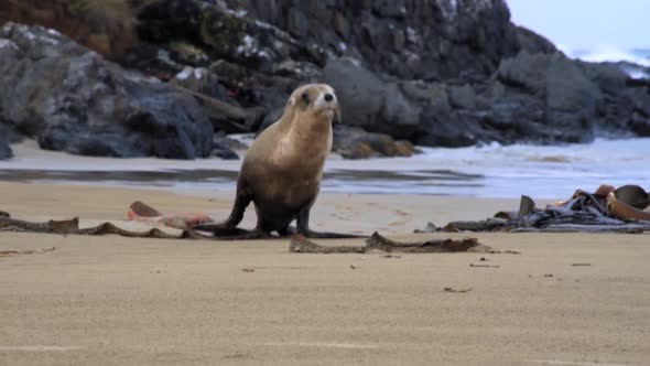 female sea lion running on a sandy beach towards the camera