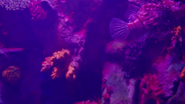 Red lionfish is a venomous coral reef fish belong to a family Scorpaenidae