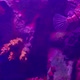 Red lionfish is a venomous coral reef fish belong to a family Scorpaenidae - VideoHive Item for Sale