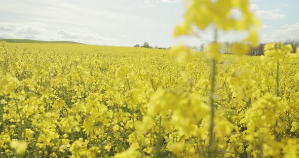 Vast Yellow Field of Canola Flowers Under Beautiful Clear Sky