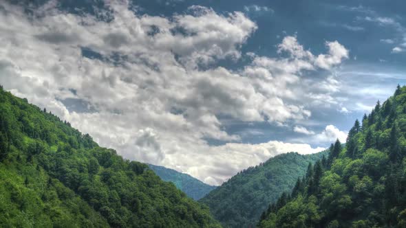 8K Air Movements in the Densely Forest Valley