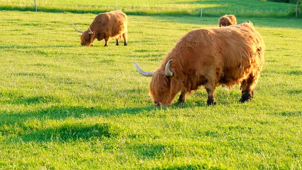 Scottish cows Highland breed.Red cows.