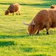 Scottish cows Highland breed.Red cows. - VideoHive Item for Sale