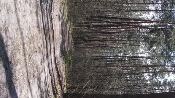 Vertical Video of a Road in the Forest Slow Motion