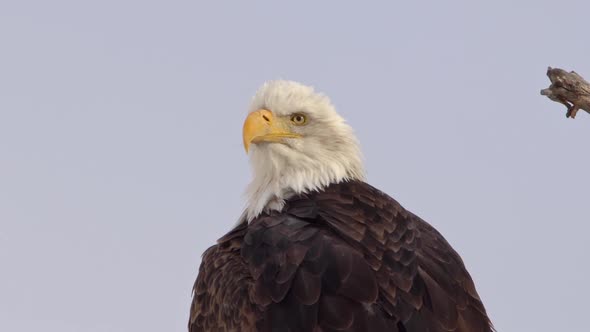 American Bald Eagle looking over its shoulder