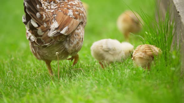 Chicken with Chickens Walk