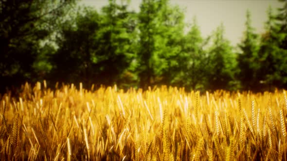 Scene Sunset Sunrise Field Young Rye Wheat Summer