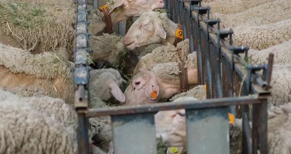 Sheeps on a Flock Farm