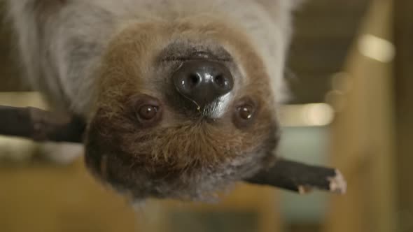 A two toed sloth hanging in a tree close to the camera slow motion cinematic