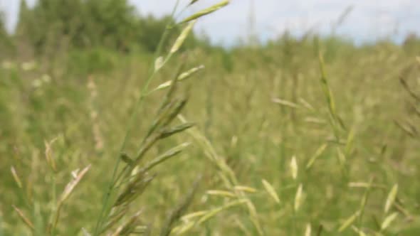 Meadow grass, large