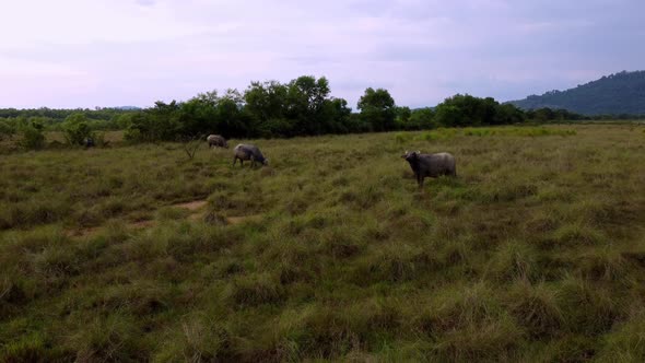 Buffaloes look at camera