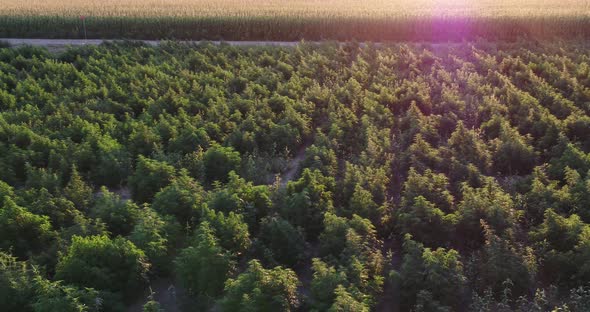 Drone shot of hemp field during sunset.  Large plants getting ready for harvest.