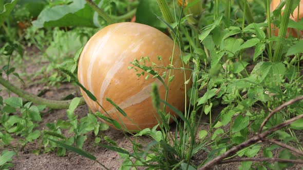 Ripe Striped Yellow Pumpkin in a Garden Bed in Green Foliage