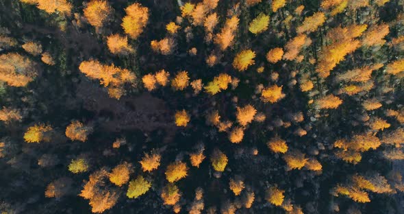 Overhead Aerial Top View Over Orange and Red Larch Tree Forest Woods in Sunny Autumn