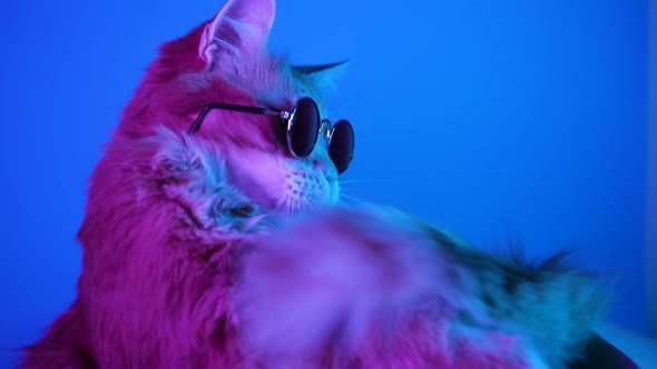 Ginger Cat with Glasses Sits in a Box and Yawns in Neon Light on a Blue Background