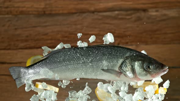 Super Slow Motion Shot of Flying Fresh Sea Bass Fish with Crushed Ice and Lemon at 1000 Fps