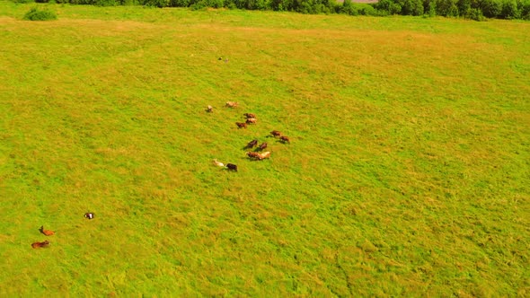 Aerial View Livestock Outdoors in Sunlight