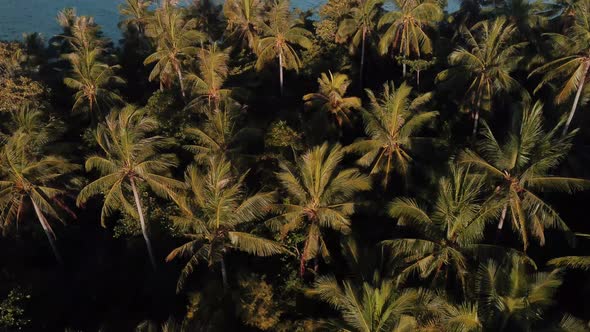 Tropical palm trees on a tiny island in Thailand.