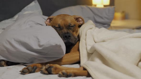 Lazy Cute Puppy Falls Asleep on Bed Under the Blanket German Boxer Lies on a Pillow and Resting