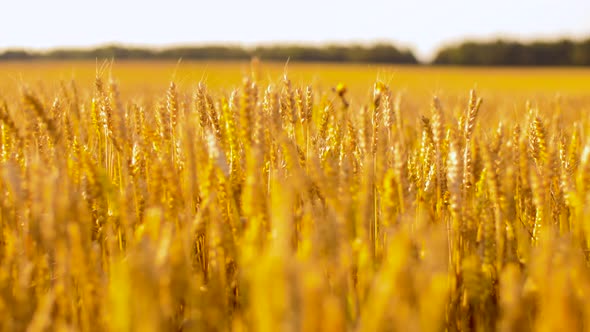 Cereal Field with Wheat Spikelets