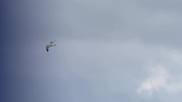 Seagull fly alone