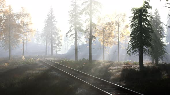 Empty Railway Goes Through Foggy Forest in Morning