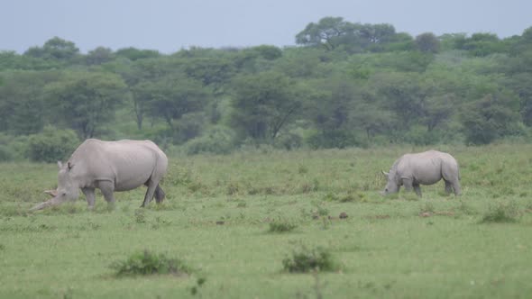 Rhino mother and young grazing 