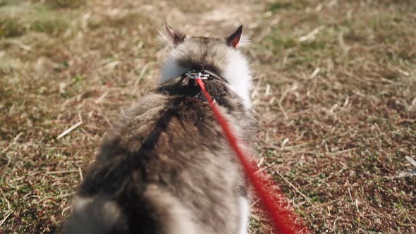 A walk of a beautiful fluffy cat on a leash along a green meadow in the forest. Slow motion. POV.