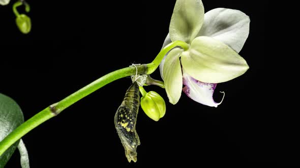 Development and Transformation Stages of Lime Butterfly Papilio Demoleus Malayanus Hatching Out of