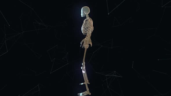 Man Skeleton System V1 Hd