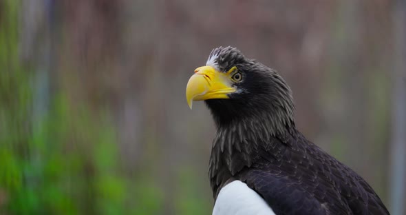 Steller's Sea Eagle Haliaeetus Pelagicus