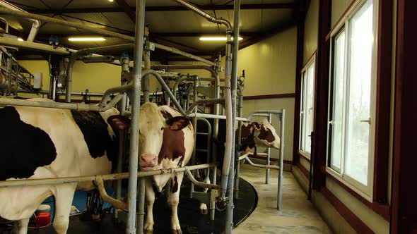 Shot of the Cow's in the Milking System