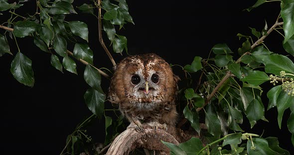 Eurasian Tawny Owl, strix aluco, Adult in Foliage, Normandy, Real Time 4K