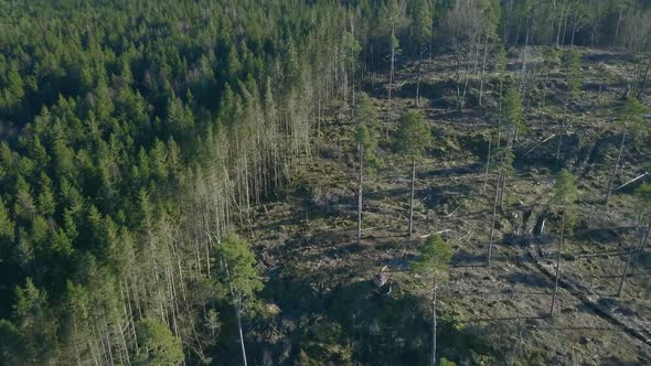 clea edge between healthy forest and clearcutting. Drone shot in 4K