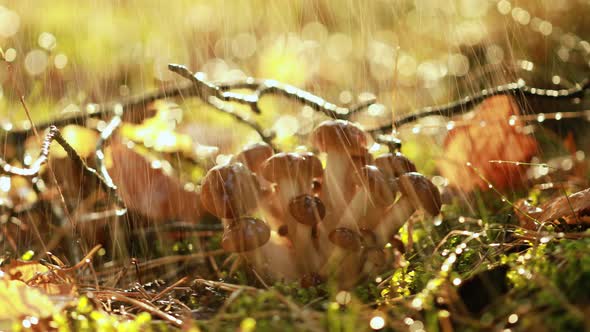 Armillaria Mushrooms of Honey Agaric In a Sunny Forest in the Rain