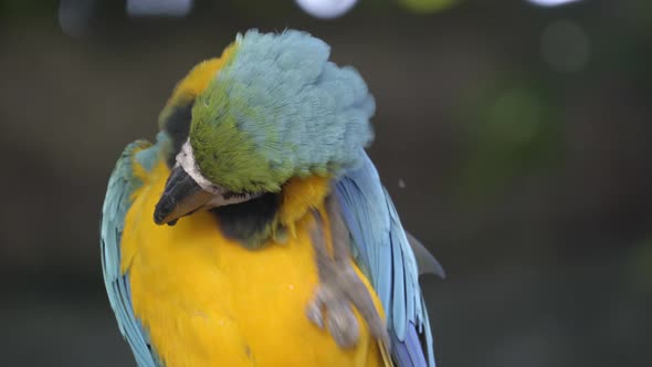 blue and yellow Macaw, Ara ararauna