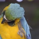 blue and yellow Macaw, Ara ararauna - VideoHive Item for Sale